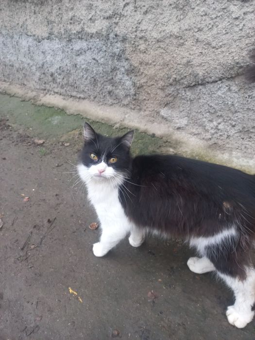 Красуня в добрі руки