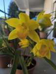 Orquídea Amarela