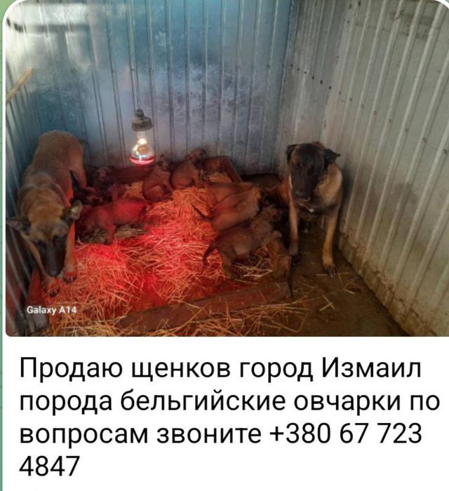 Продаю щенков город Измаил