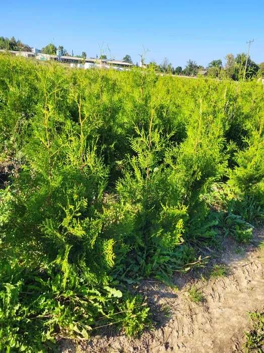 Tuja thuja Brabant 170-180cm ze szkółki transport