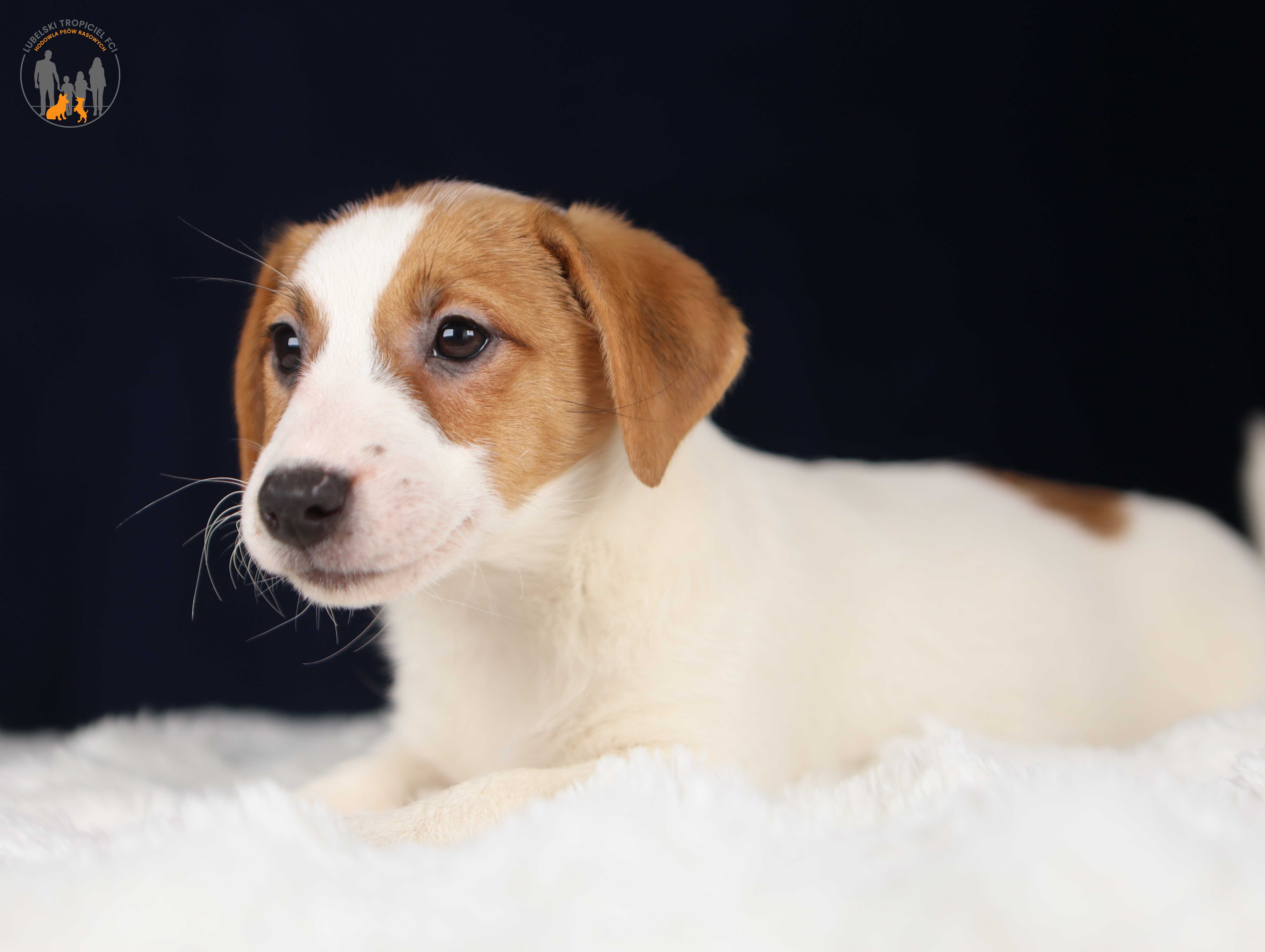 Jack Russell Terrier ZKwP FCI k.włos -rezerwacja