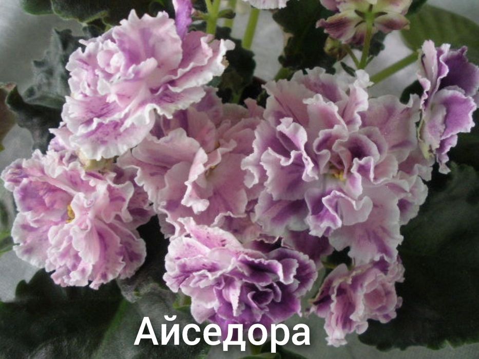 Продам фіалки дуже гарні