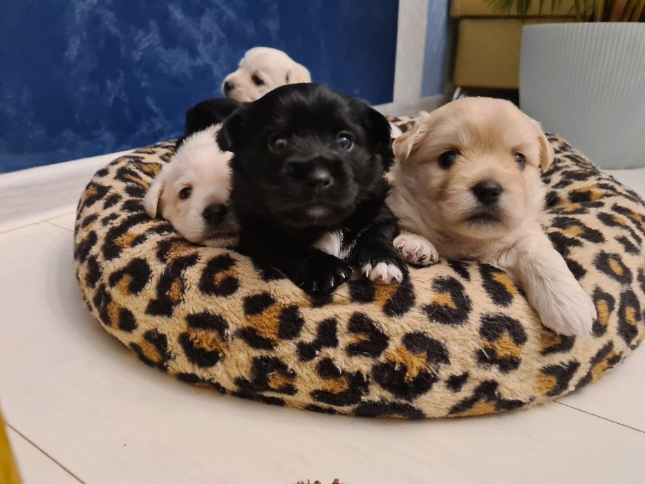 Pieski Szczeniaki szukają nowych waścicieli