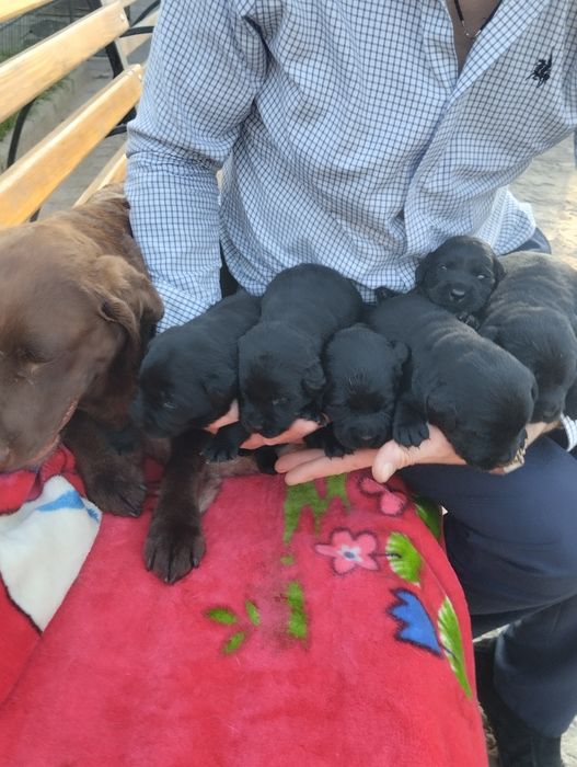 Подарунок дитині на свята цуценята розплідника Лабрадор Ретривер