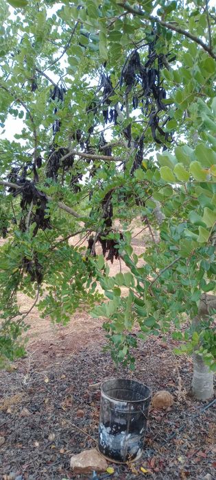 Alfarroba do Algarve