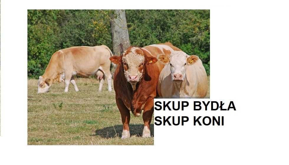 SKUP Bydła Koni Żywca !UBÓJ!