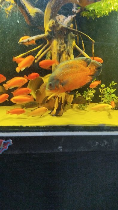 Астронотус оскар