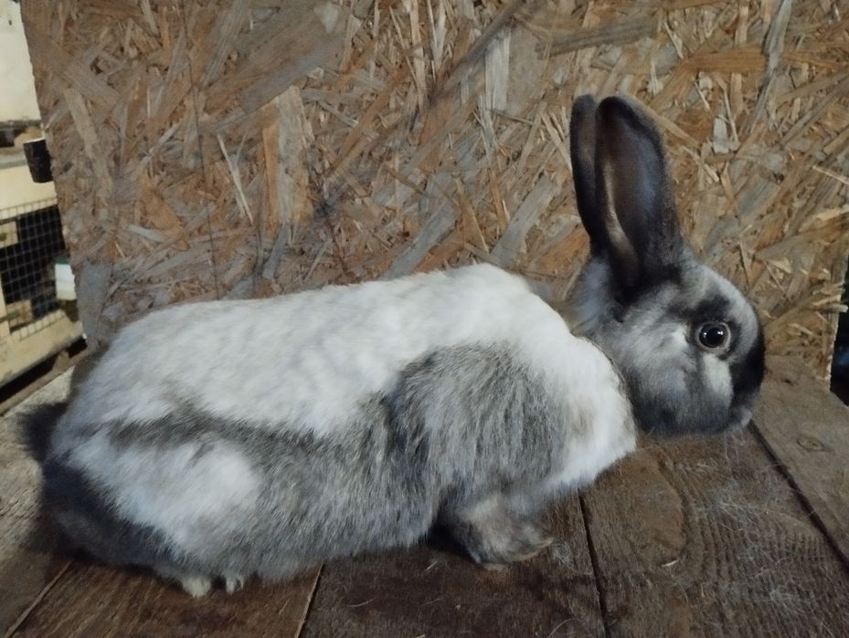Króliki samiec sallander i samica zajęczak