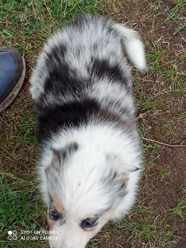 Border collie Blue merle tricolor suczka