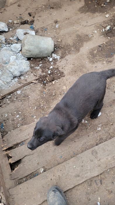 Цуценя Лабрадор, дівчинка.