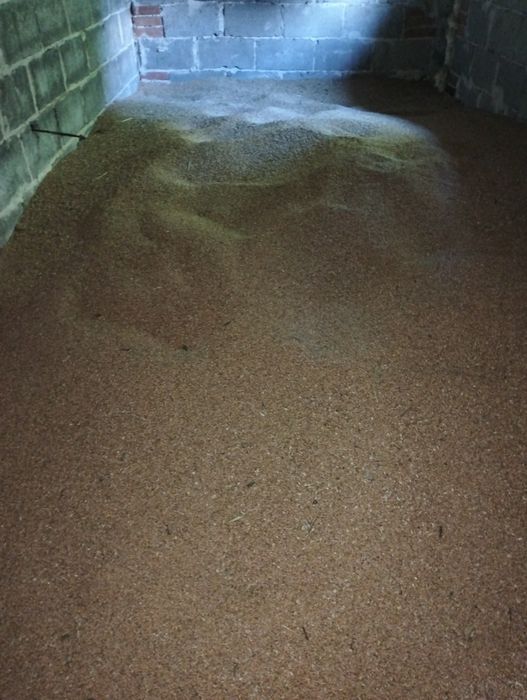 Sprzedam Pszenicę z tegorocznych zbiorow