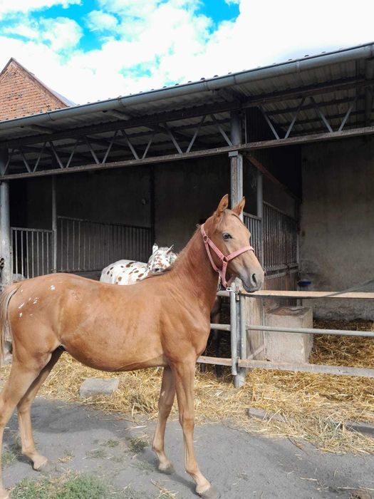 Sprzedam rocznego ogierka