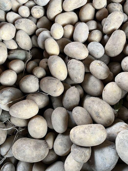 Ziemniaki odpadowe/ wielkość sadzeniaka Queen Anna