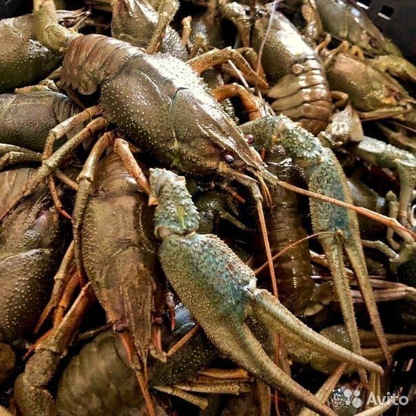 Живий рак в наявності завжди