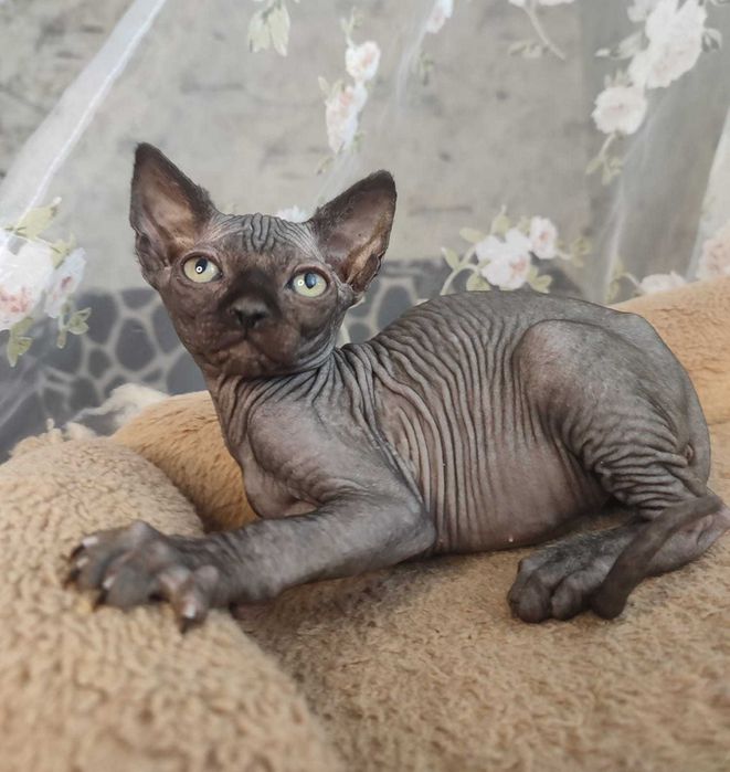 Канадський сфінкс хлопчик на ім"я Бегемот