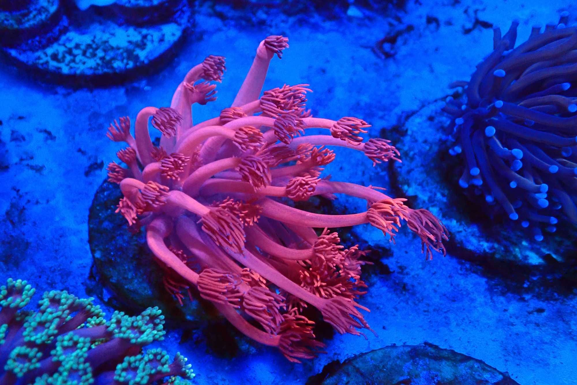 Goniopora red koralowiec