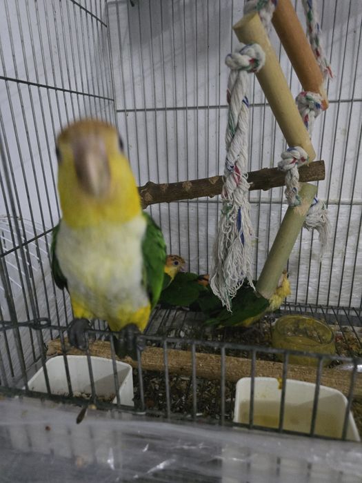 Marianinhas cabeça canela