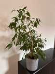 Roślina w doniczce Ficus Benjamina