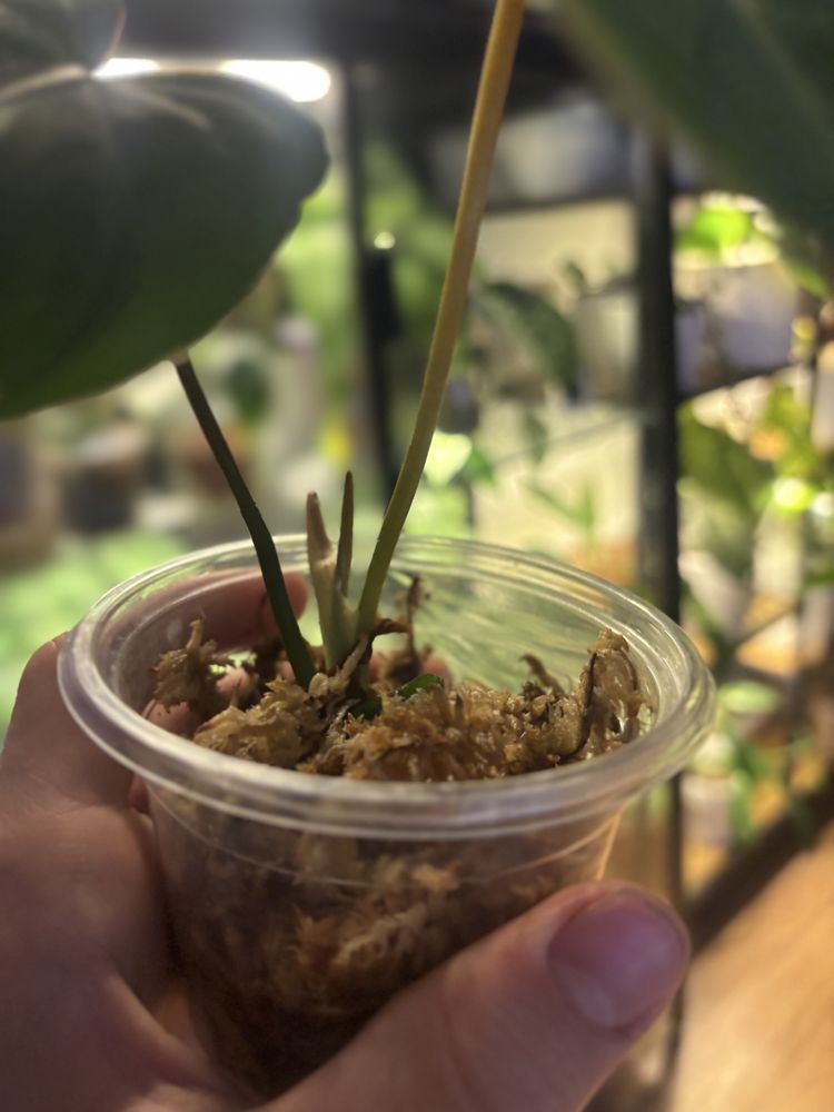 Philodendron gloriosum