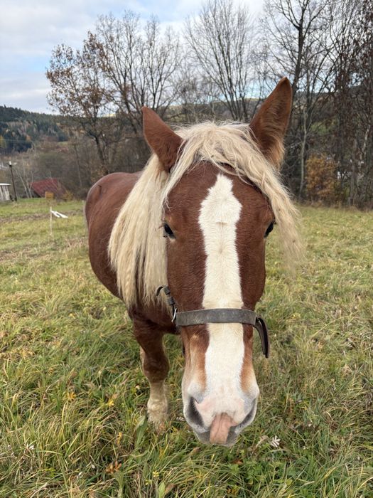 Sprzedam klacz 2,5 letnią