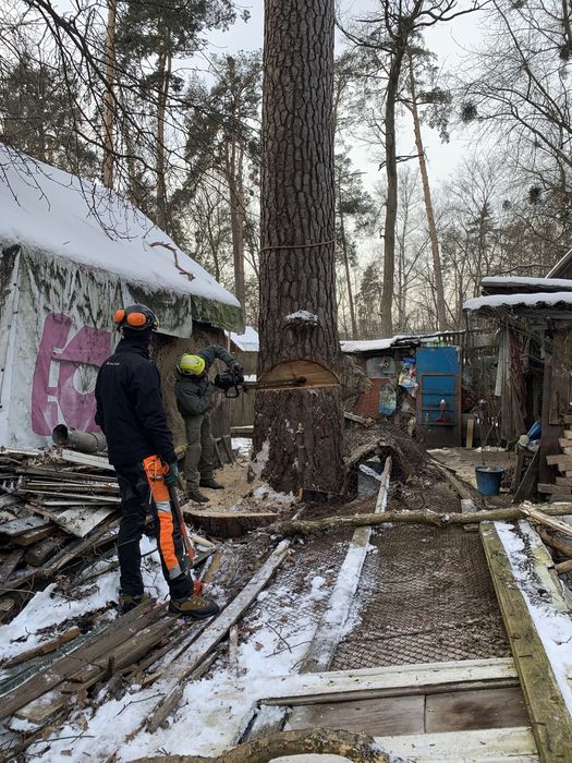 Корчування пнів! Видалення дерев|Чистка сосен|Зрізка дерев|Арборист