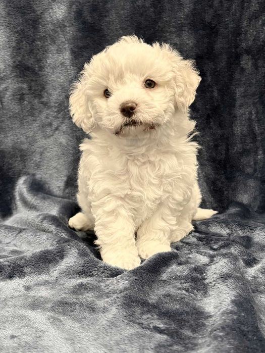 Wyjątkowa suczka Bichon frise, FCI