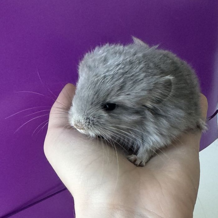 Szynszyle Blue Diamond