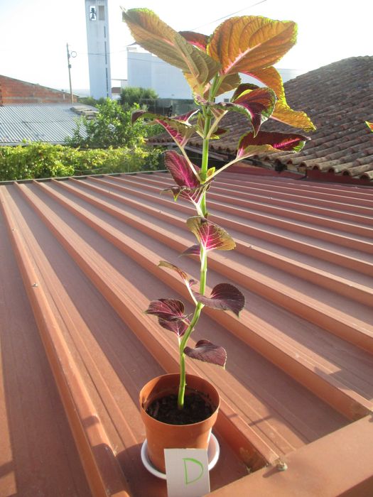 Planta Coleus de interior / exterior.