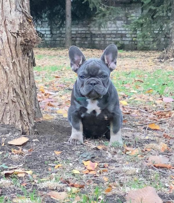 Цуценята французького бульдога