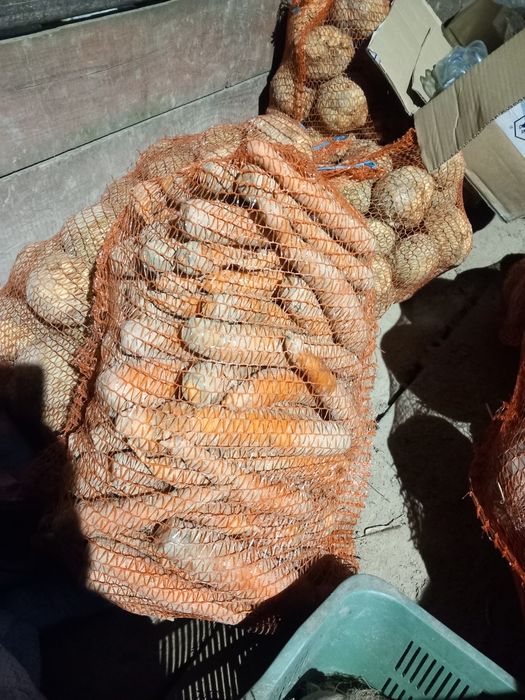 Marchew jadalna sprzedam