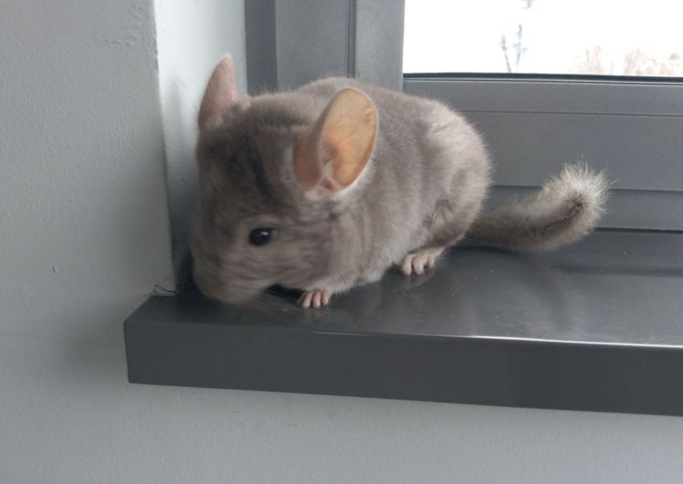 Szynszyla beżowa 4 miesiące