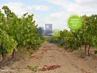 Terreno agrícola com vinha | Vila de Frades