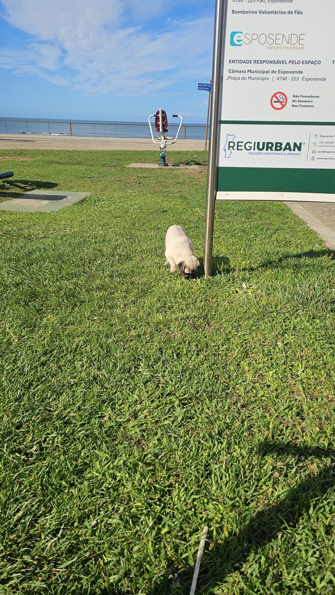 Pug Carlin Macho