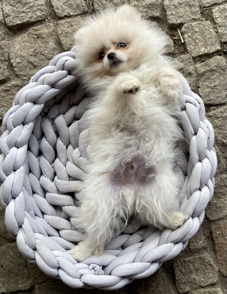 Szczeniak szpic miniaturowy pomeranian samiec