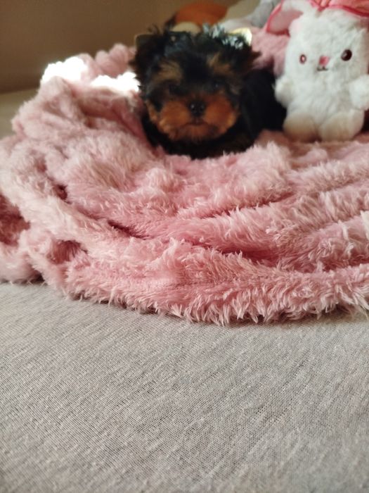 Śliczna suczka Yorkshire terrier