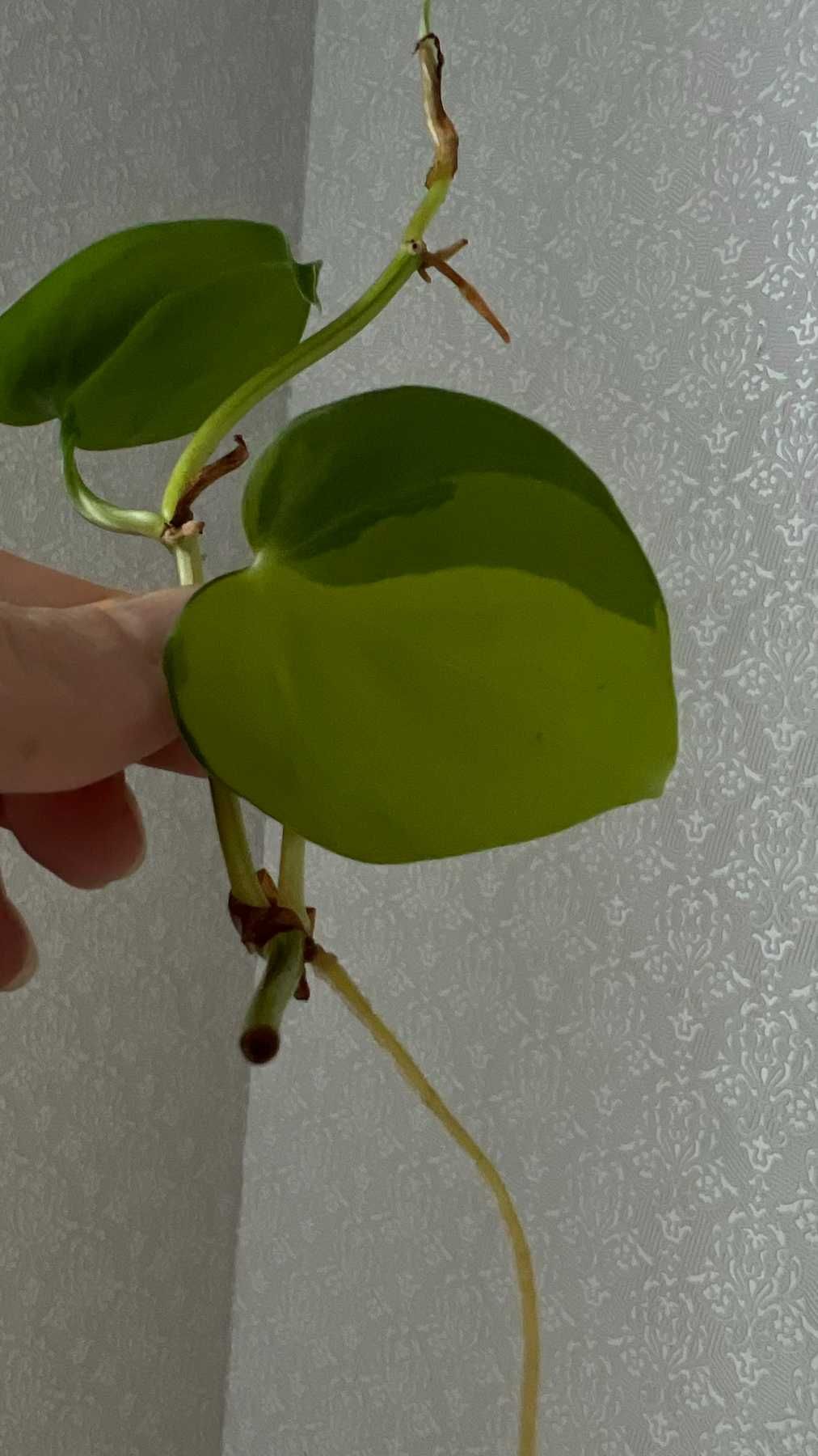 Філодендрон Бразіл, Philodendron scandens mediopicta Brazil