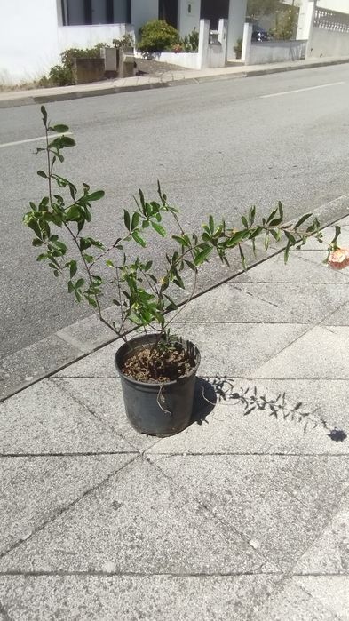 Romãzeira ornamental