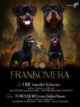 Rottweiler top suczka, szczenię, rodowód ZKWP/FCI
