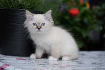 Kocurek pręgowany ragdoll Cattris Lipiec