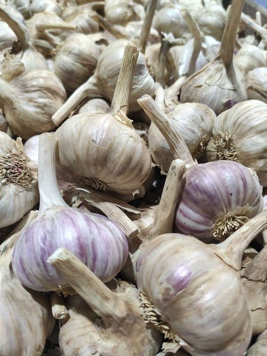 Czosnek Harnaś (ozimy) duże główki , sadzeniak - WYSYŁKA cała Polska.