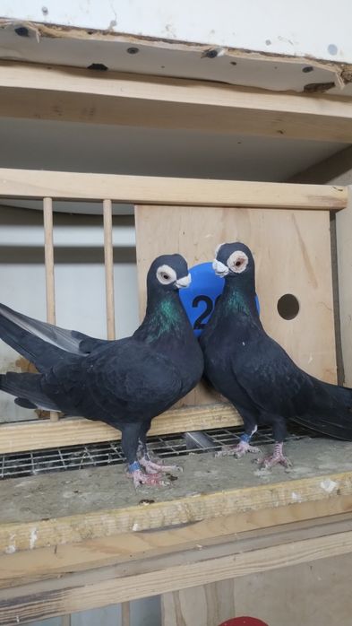 Brodawczaki gołębie ozdobne