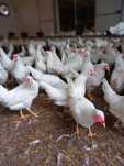 Leghorn 24 tygodnie! Wysyłka od 10 sztuk.