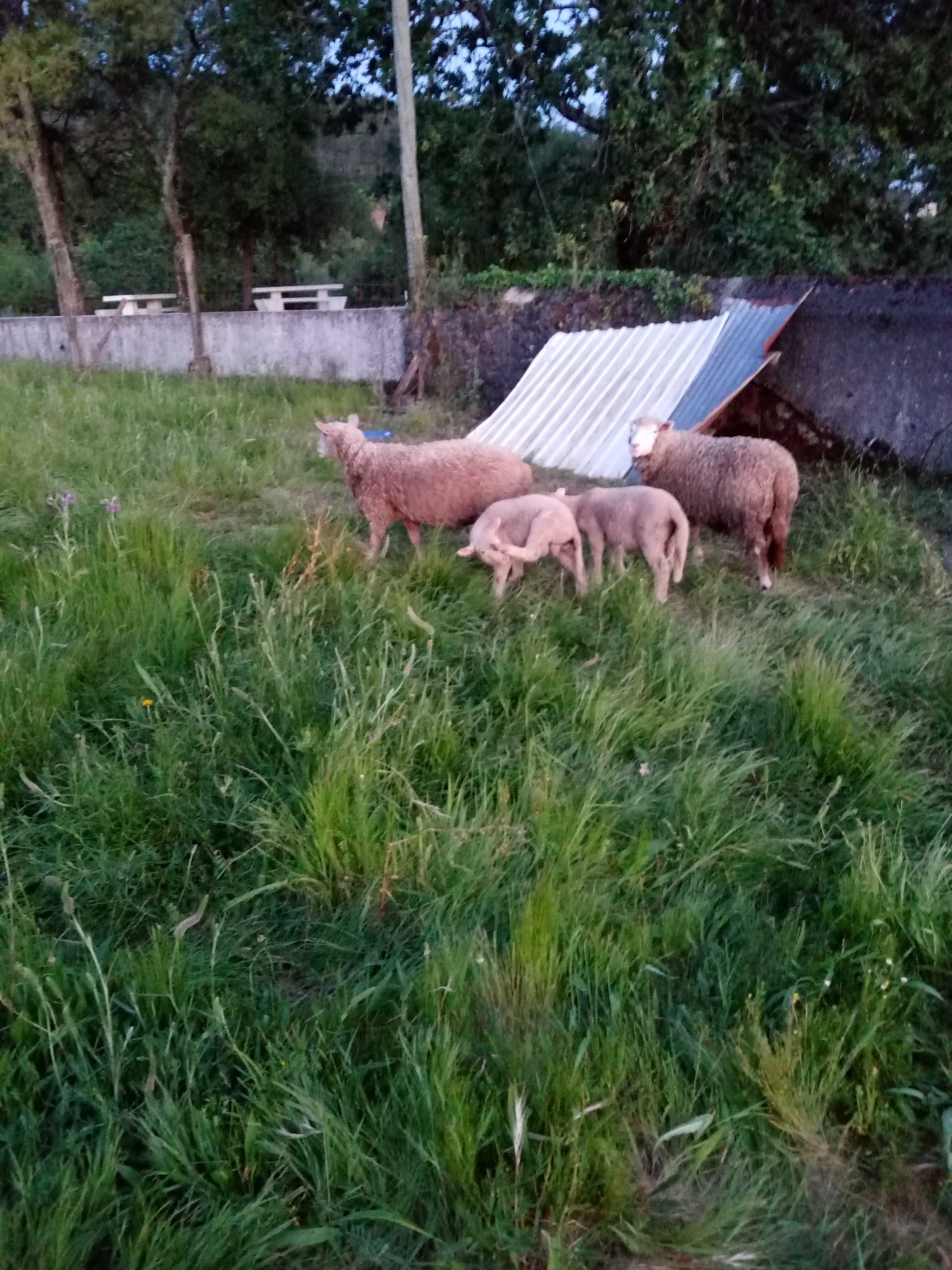 Vendo ovelha mais filhos