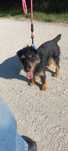 Aktywny terrier, 3 letni, adopcja za darmo oddam