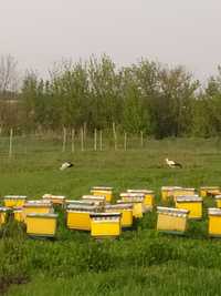 Пчелы Бджоли Бджоло сім'ї +230 корпус з рамками.