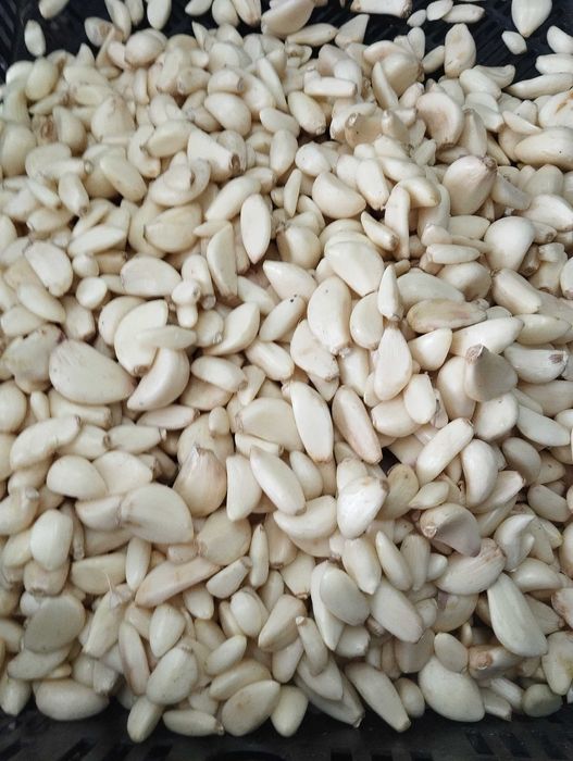 Czosnek obrany Polski