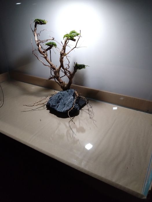 Drzewko bonsai do akwarium aranżacja