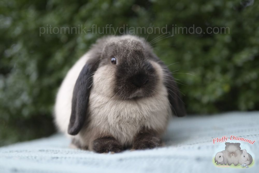 Коричневий мардер. Висловухий кролик рідкісного забарвлення