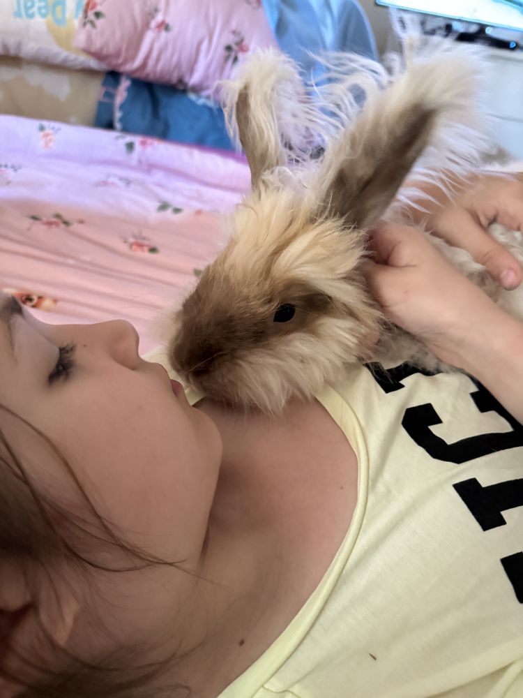 Krolik Angora szuka domku
