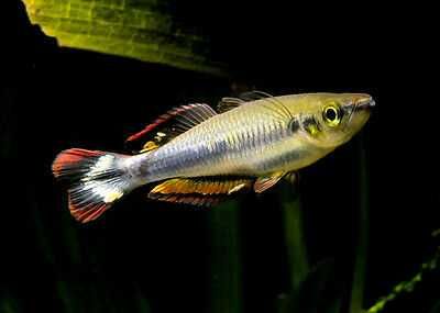 Bedocja madagaskarska - Aterynka - Bedotia geayi - dowozimy, wysyłamy